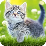 Logo of Cat Wallpapers & Cute Kittens android Application 